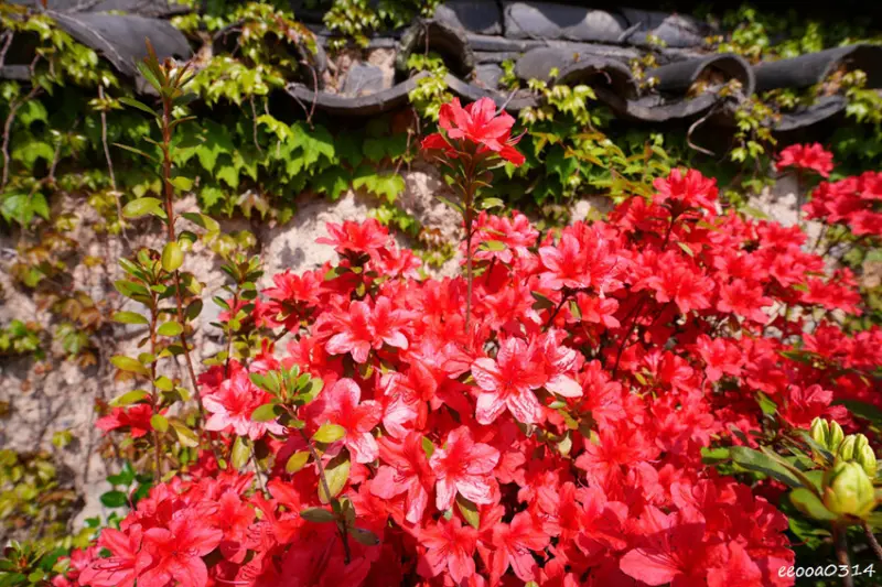 釜山旅遊「校村崔氏古宅」， 韓屋造型星巴克大陵苑店、順遊瞻星