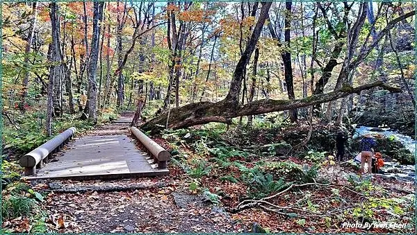 《奧入瀨溪流》2024/10日本之旅第一部曲/騎單車遊「奧入