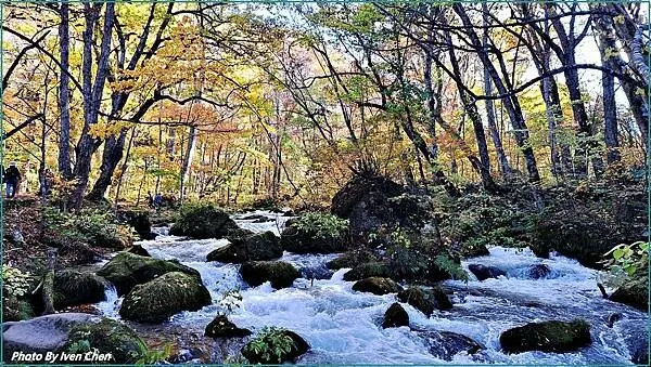 《奧入瀨溪流》2024/10日本之旅第一部曲/騎單車遊「奧入
