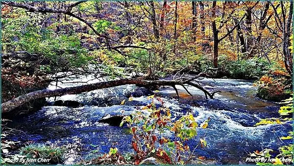 《奧入瀨溪流》2024/10日本之旅第一部曲/騎單車遊「奧入