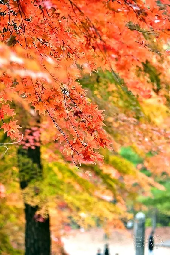 【伽倻山海印寺】楓紅