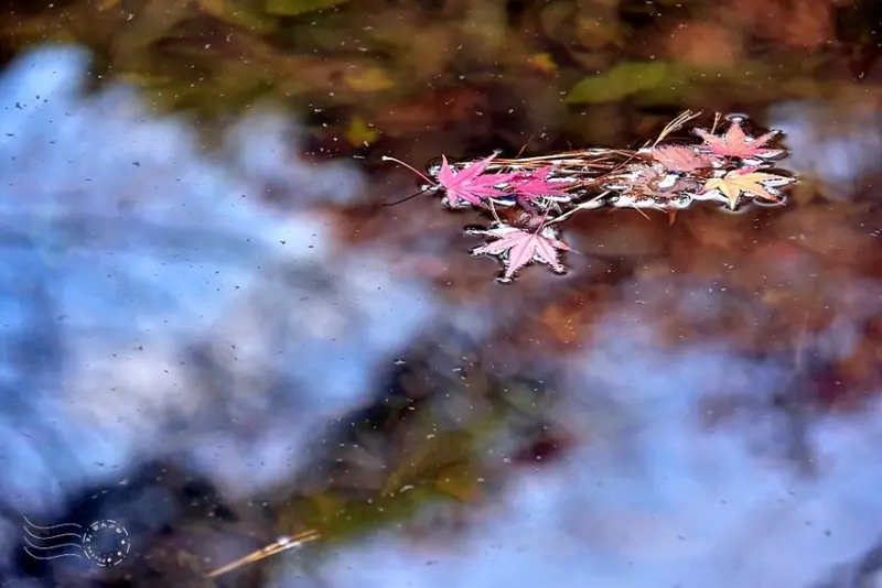 【伽倻山海印寺】楓紅