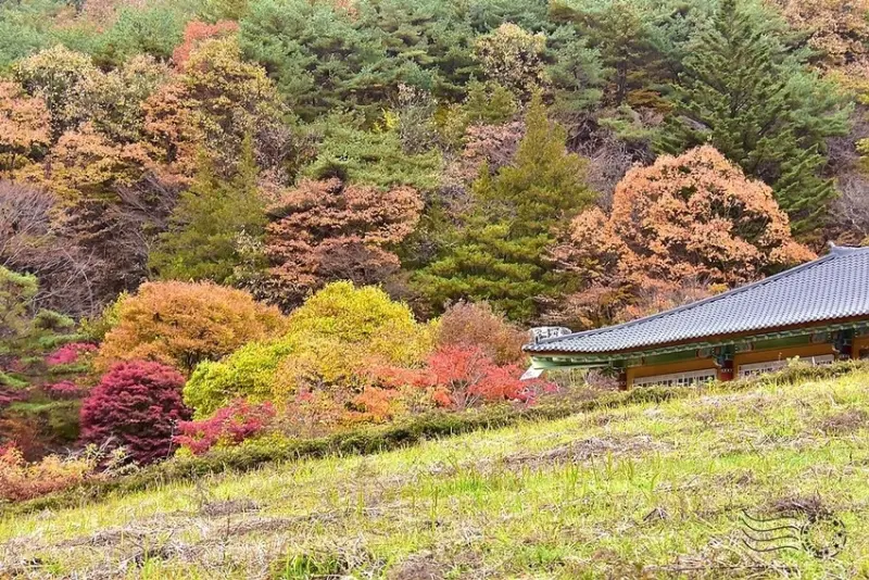【伽倻山海印寺】楓紅