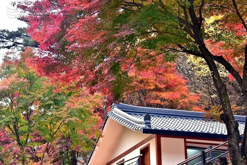 【伽倻山海印寺】楓紅