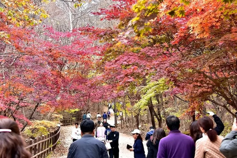 【伽倻山海印寺】楓紅