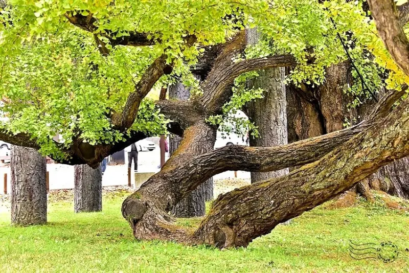大邱道東書院400年銀杏樹