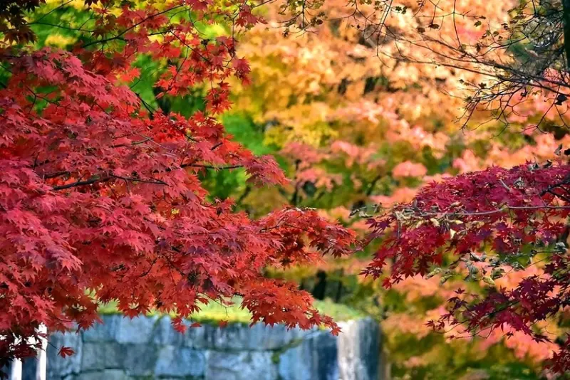 【伽倻山海印寺】楓紅