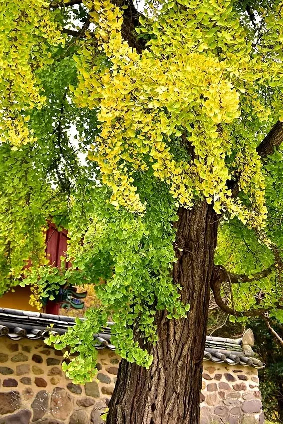 大邱道東書院銀杏