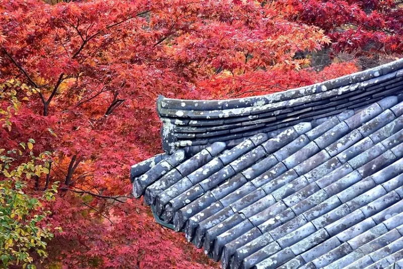 【伽倻山海印寺】楓紅