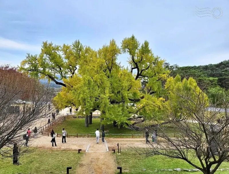 大邱道東書院400年銀杏樹