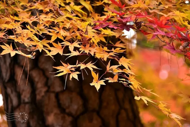 【伽倻山海印寺】楓紅