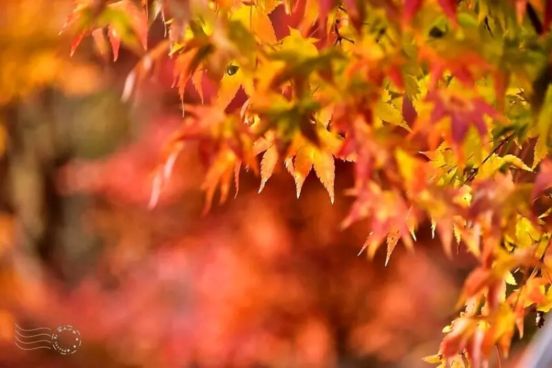 【伽倻山海印寺】楓紅
