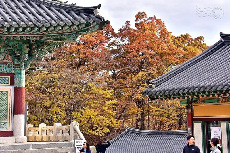 【伽倻山海印寺】楓紅