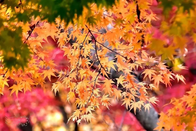 【伽倻山海印寺】楓紅