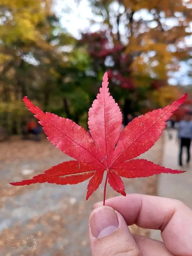 【伽倻山海印寺】楓紅