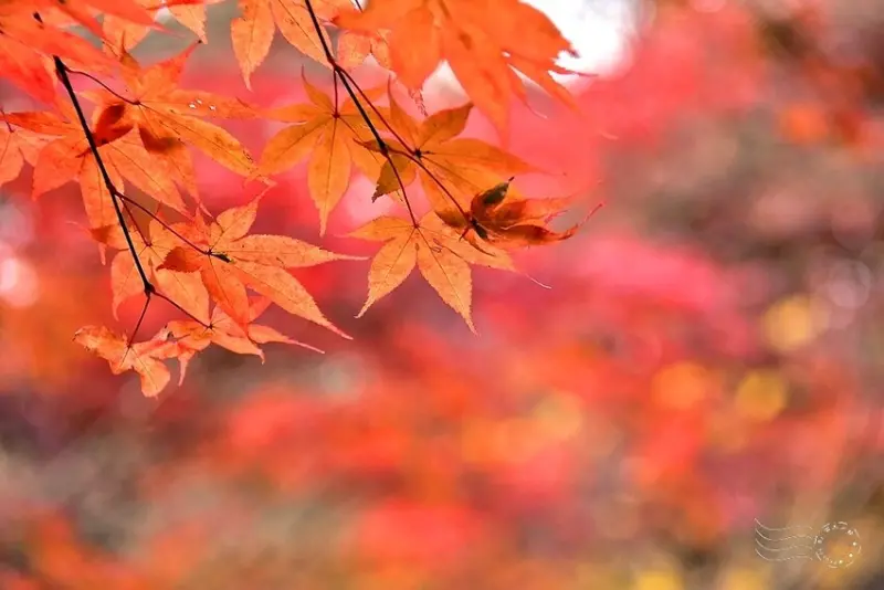 【伽倻山海印寺】楓紅