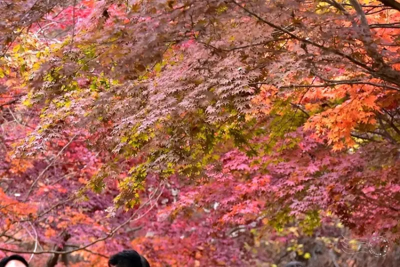 【伽倻山海印寺】楓紅
