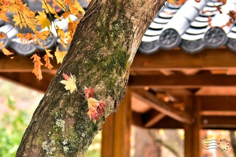 【伽倻山海印寺】楓紅