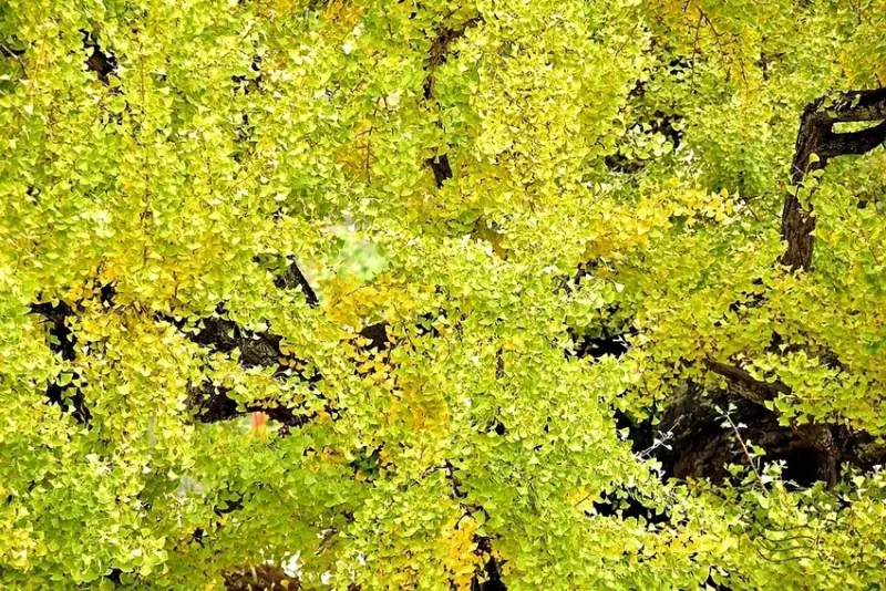 大邱道東書院400年銀杏樹