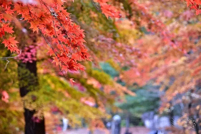 【伽倻山海印寺】楓紅