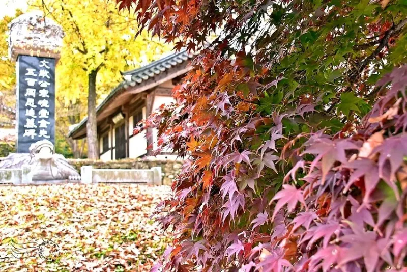 大邱道東書院楓葉