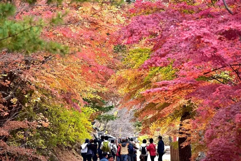 【伽倻山海印寺】楓紅