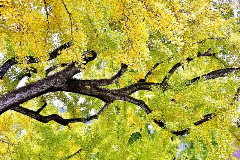 大邱道東書院400年銀杏樹