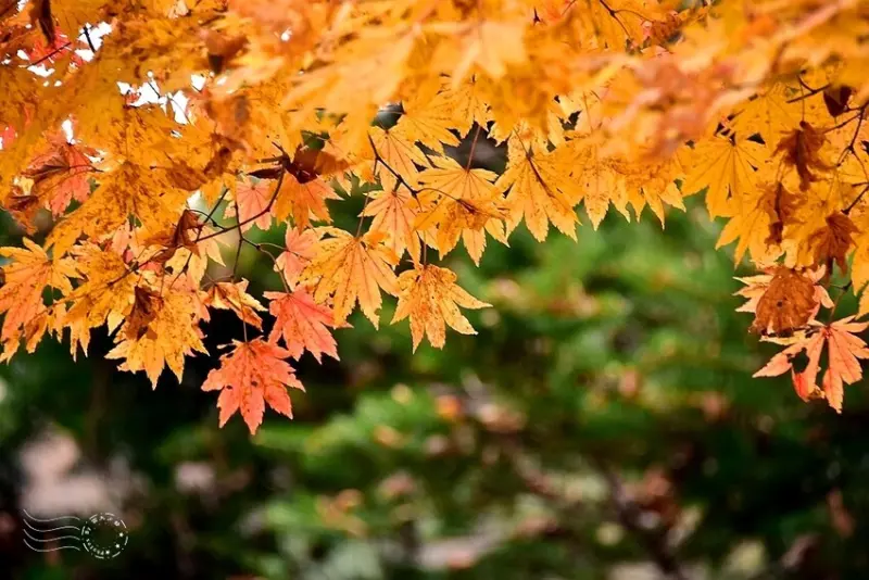 【伽倻山海印寺】楓紅