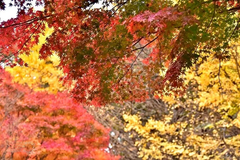 【伽倻山海印寺】楓紅