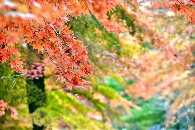 【伽倻山海印寺】楓紅
