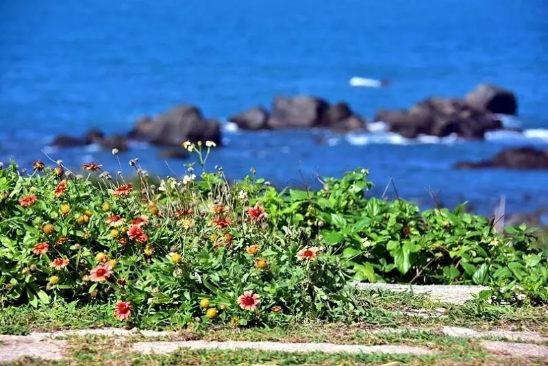 富貴角公園天人菊
