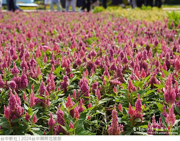 2024台中國際花毯節-41.jpg