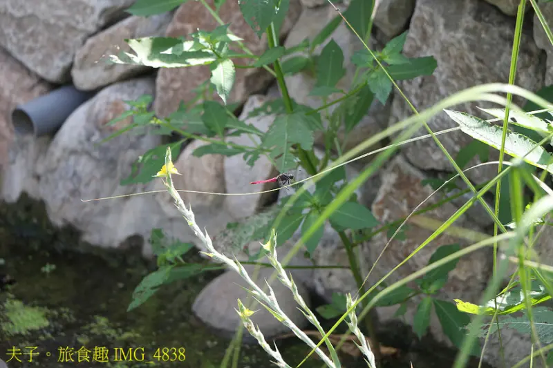 哈赫拿爾森林公園 水岸秘境 遠離都會塵囂 森湖溪
