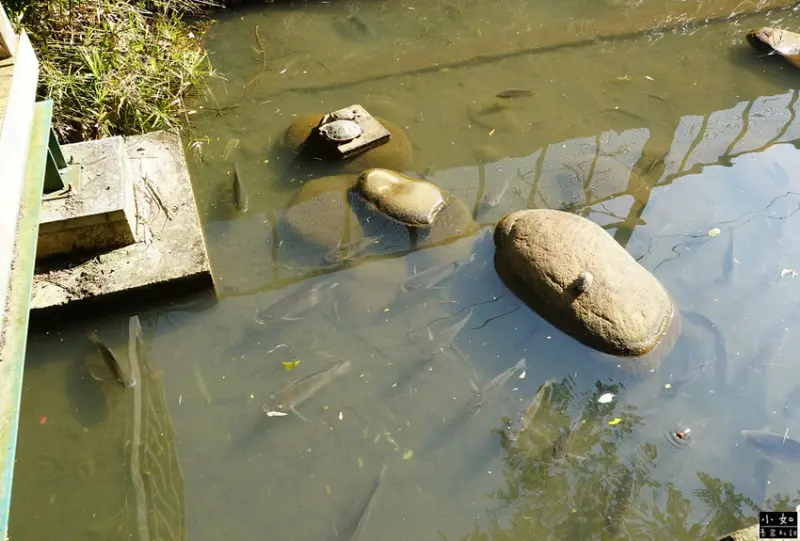 【苗栗景點】功維敘隧道,心想事成大車票,隧道燈光秀,懷舊火車