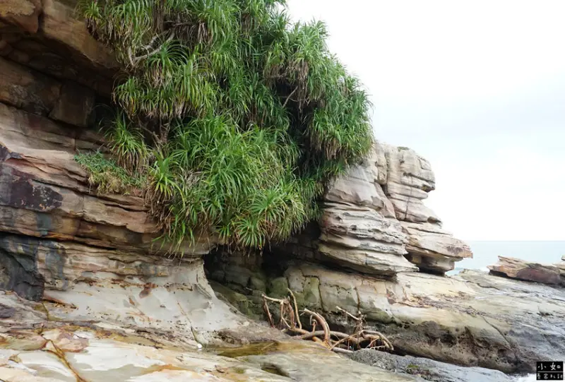 【金山步道】燭臺雙嶼,獅頭山步道,公園,神秘海岸,一線天,o