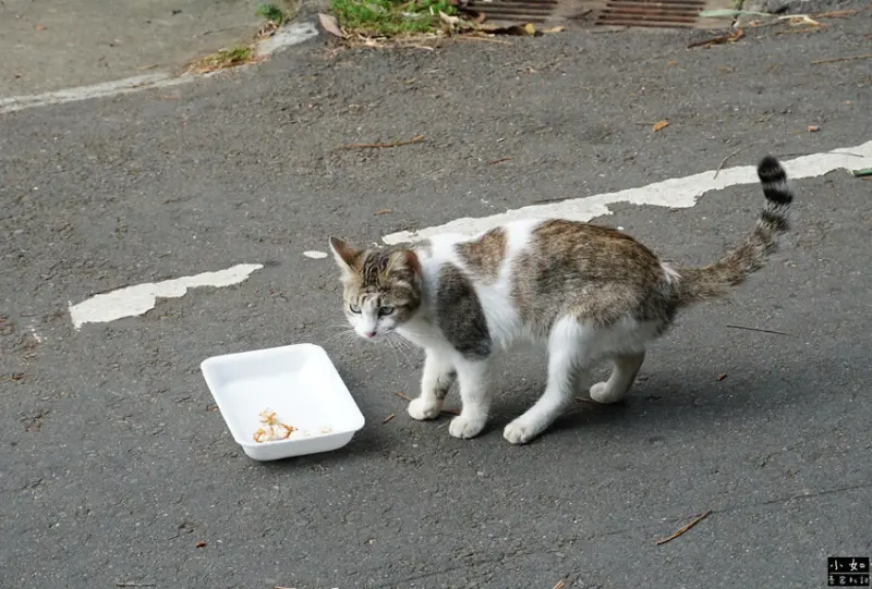 【寶山步道】寶山水庫環湖步道,寶湖,碧湖吊橋,o型走一圈！