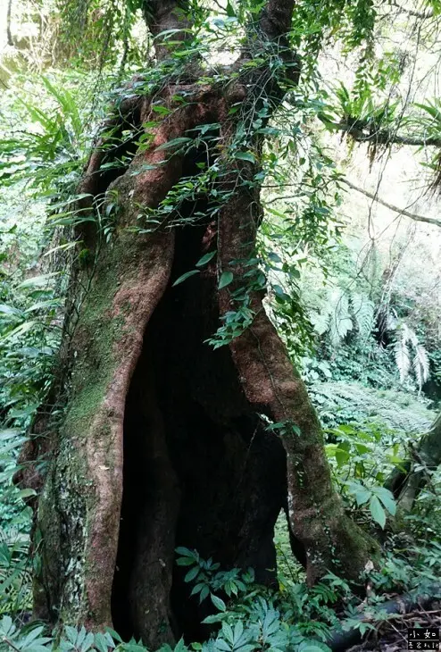 【復興步道】觀音洞步道南口,走到蝙蝠洞步道,瀑布,免門票景點