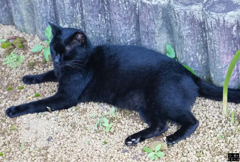 【金山步道】燭臺雙嶼,獅頭山步道,公園,神秘海岸,一線天,o