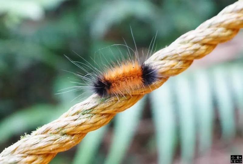 【復興步道】觀音洞步道南口,走到蝙蝠洞步道,瀑布,免門票景點