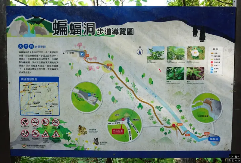 【復興步道】觀音洞步道南口,走到蝙蝠洞步道,瀑布,免門票景點