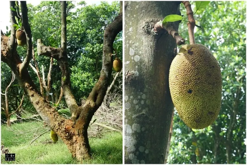 【湖口步道】湖口老街周圍步道,看戰車,天主堂,漢卿.仁和.金