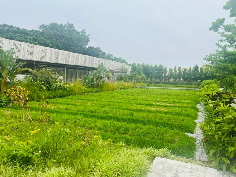 日本沖繩住宿篇：星野集團虹夕諾雅沖繩。無邊際泳池。柔道活動體