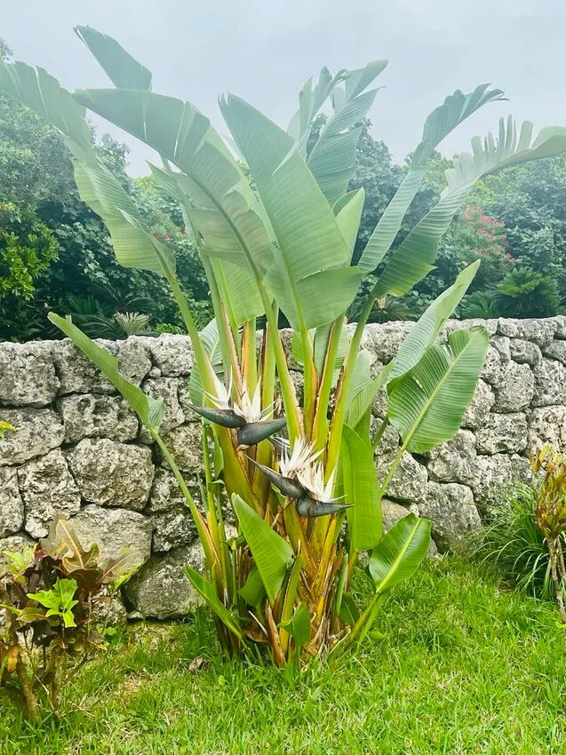 日本沖繩住宿篇：星野集團虹夕諾雅沖繩。無邊際泳池。柔道活動體
