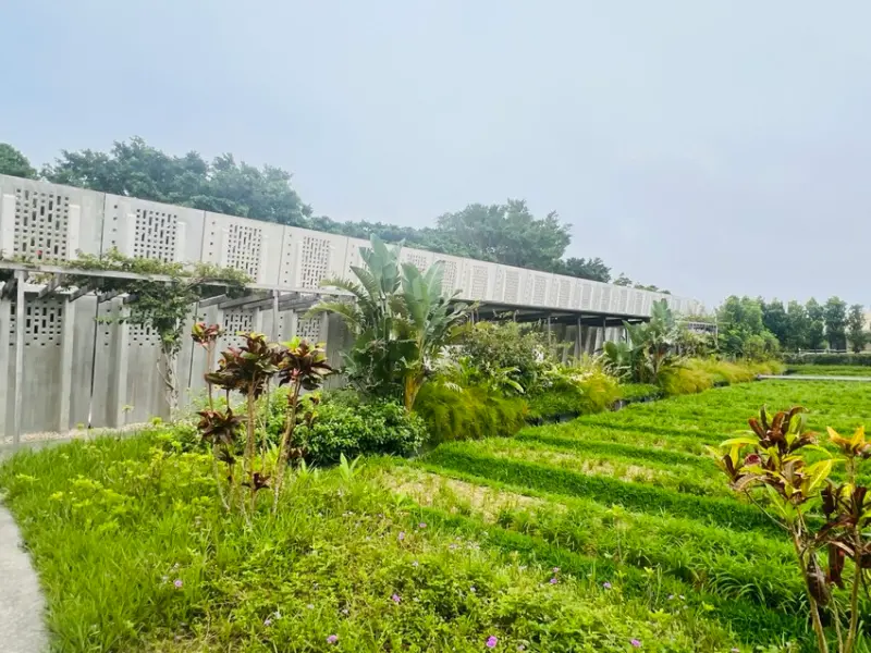 日本沖繩住宿篇：星野集團虹夕諾雅沖繩。無邊際泳池。柔道活動體