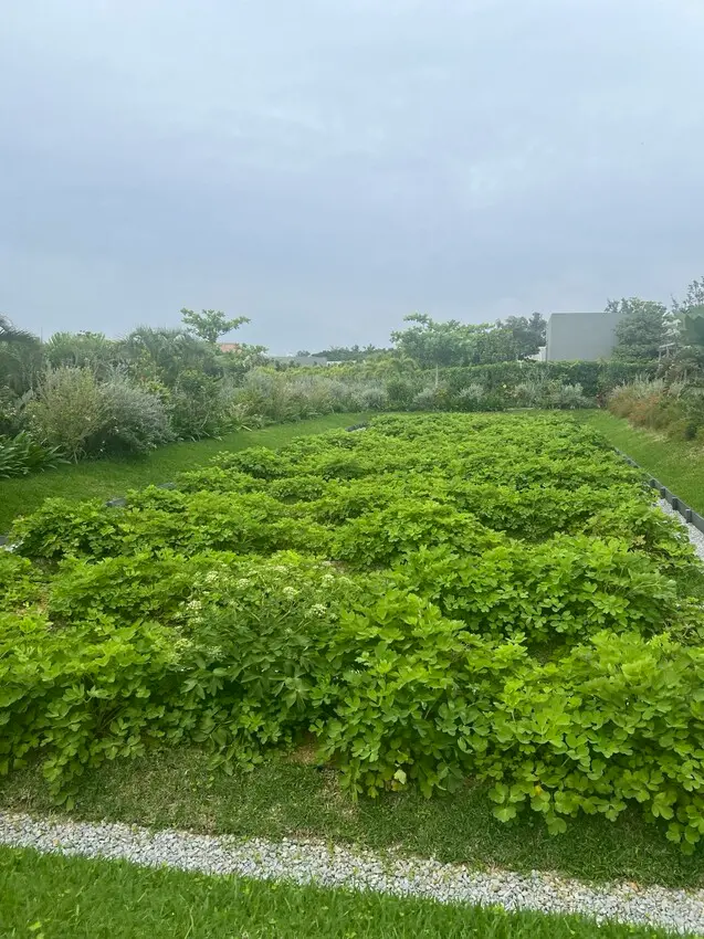 日本沖繩住宿篇：星野集團虹夕諾雅沖繩。無邊際泳池。柔道活動體