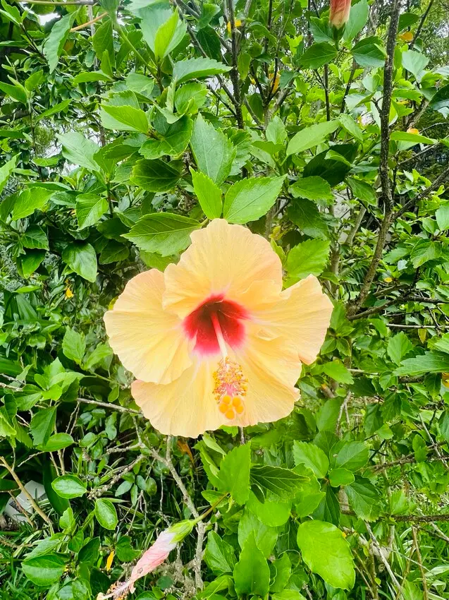 日本沖繩住宿篇：星野集團虹夕諾雅沖繩。無邊際泳池。柔道活動體