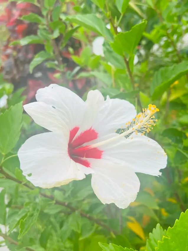 日本沖繩住宿篇：星野集團虹夕諾雅沖繩。無邊際泳池。柔道活動體