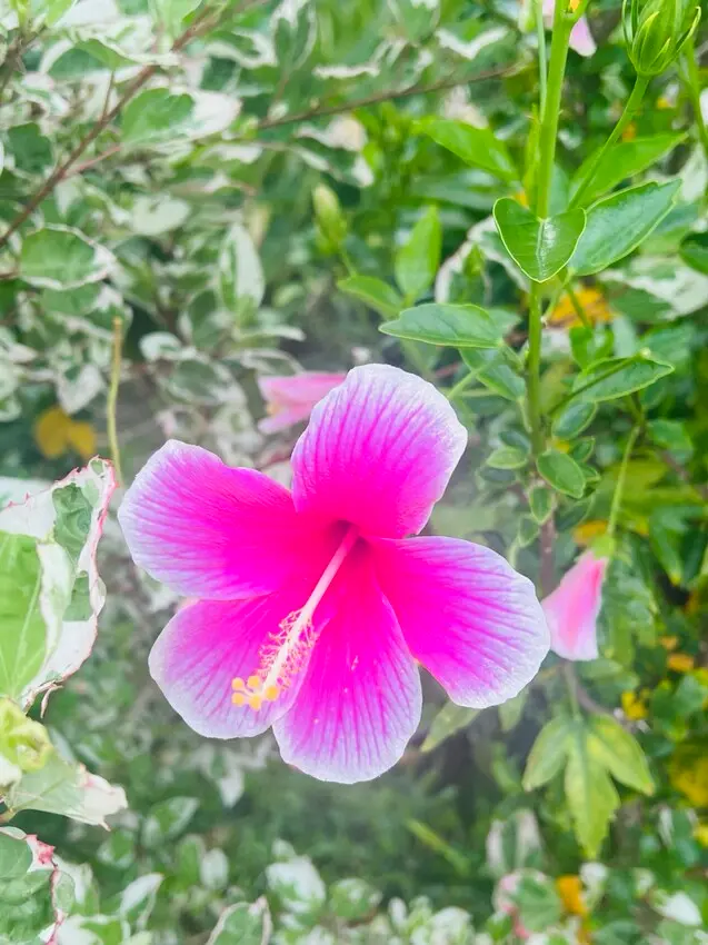日本沖繩住宿篇：星野集團虹夕諾雅沖繩。無邊際泳池。柔道活動體