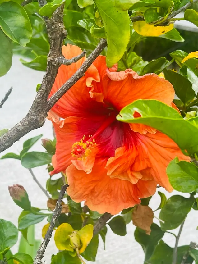 日本沖繩住宿篇：星野集團虹夕諾雅沖繩。無邊際泳池。柔道活動體