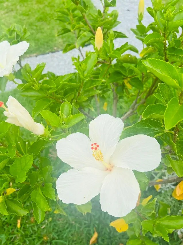 日本沖繩住宿篇：星野集團虹夕諾雅沖繩。無邊際泳池。柔道活動體